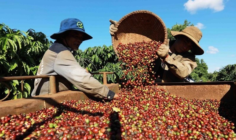 Harvesting coffee in Buon Ma Thuot city, Dak Lak province (Photo: VNA) coffee-8215.jpg