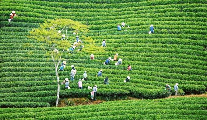 Cau Dat tea farm in Xuan Truong commune, Da Lat City (Photo: SGGP) anh0_SXXF.jpg.webp