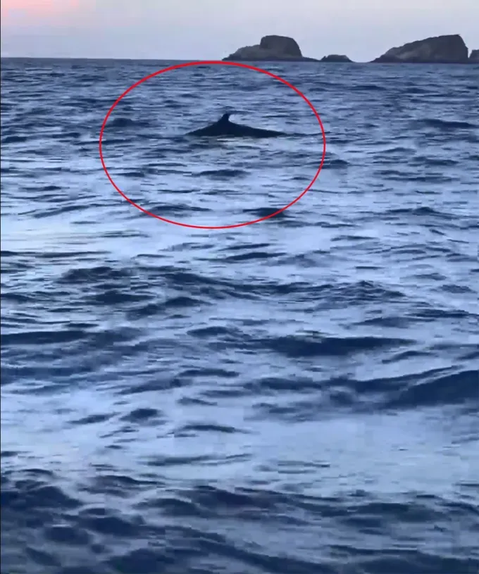 A pod of dolphins swimming together approximately 4 kilometers from shore, near Hon Can and Hon Co islands in Binh Dinh Province on May 20 1-3638-8590.jpg