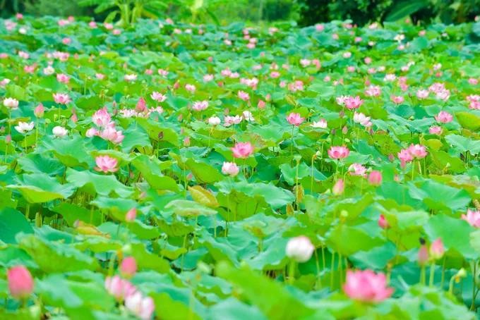 The lotus season is in full bloom at the Ho Dynasty Citadel in Vinh Loc District, Thanh Hoa Province. (Photo: SGGP) sen.jpg