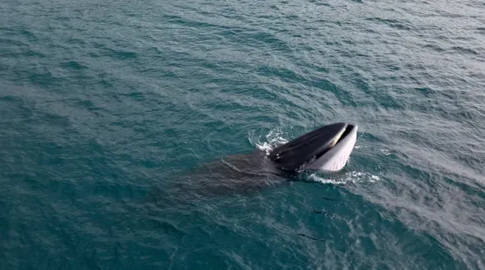 Tourists and local people suddenly enjoy a majestic spectacle of a whale swimming approximately 300-400 meters from shore, near Hon Kho Lon Island in Nhon Hai Commune, Binh Dinh Province’s Quy Nhon City on June 25. (Photo: SGGP) z6743108311700-9fea6a451e805fef45f4946a3c521fbc-779-9665.jpg