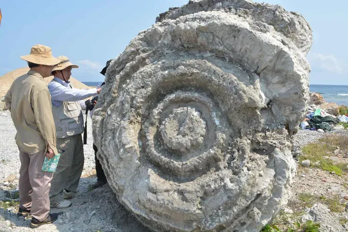 Fossilized coral on Ly Son Island (Photo: SGGP) sanholyson_SOZE.jpg