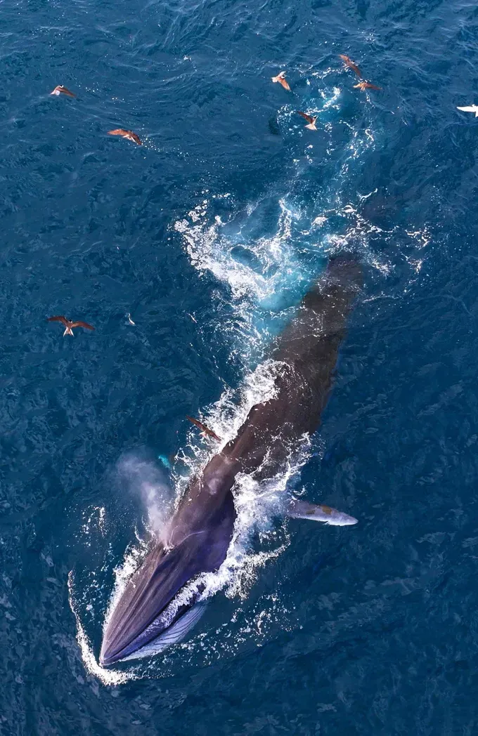 The majestic marine mammal is estimated to be over 10 meters long and weigh more than 10 tons. z6775265056398-27c53cd4bac29026082fd493f9975721-5023-4288.jpg