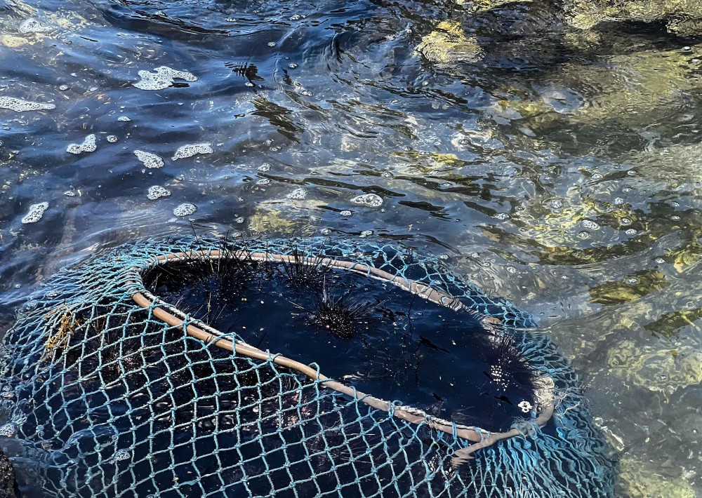 Sea urchins are kept immersed in seawater until the moment they are processed. 14.jpg