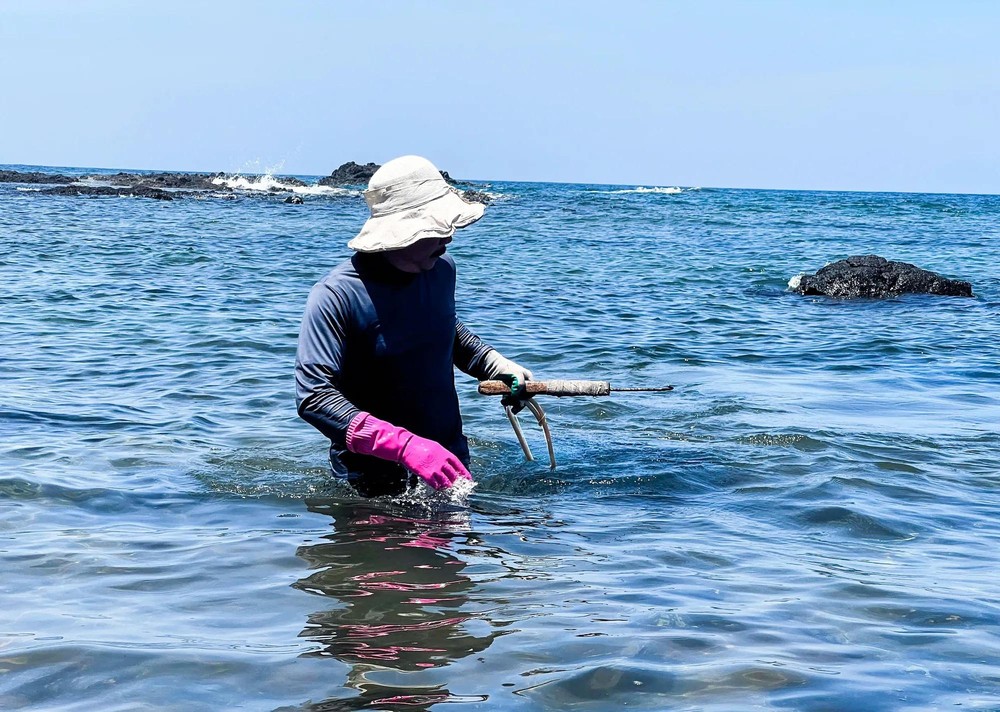 Fishermen pull the sea urchins ashore onto the rocky reefs. 15.jpg