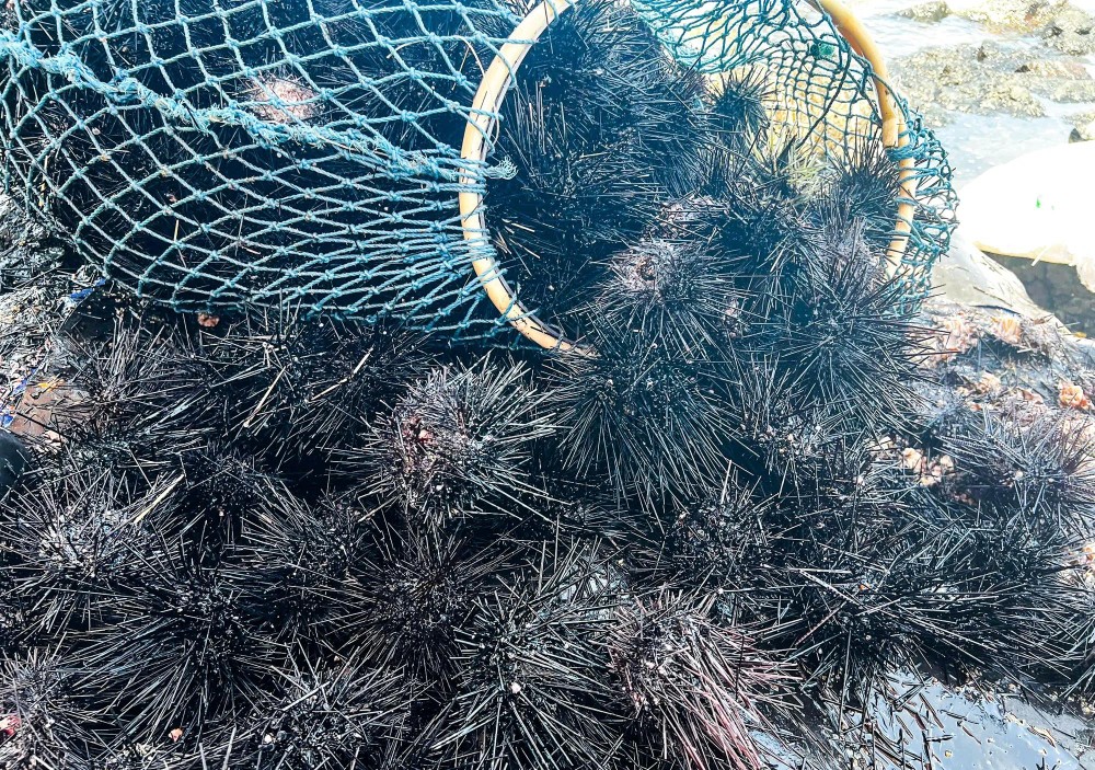 Sea urchins after being poured onto the rocky reefs, they are promptly processed to prevent spoilage and preserve their quality. 17.jpg