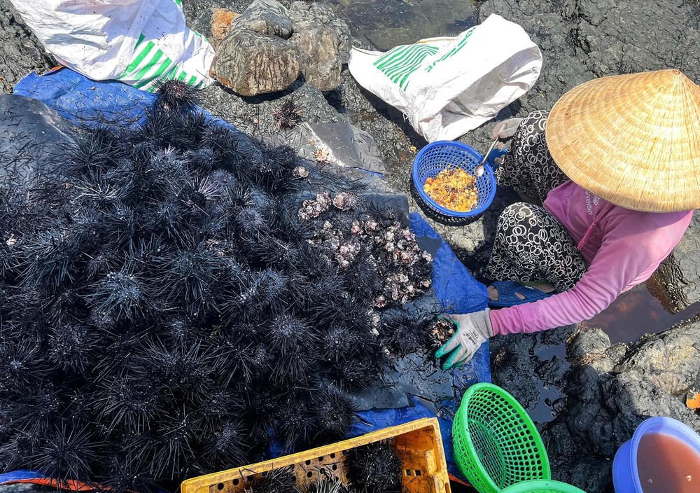 The majority of sea urchin processing tasks are carried out by women. 22.jpg