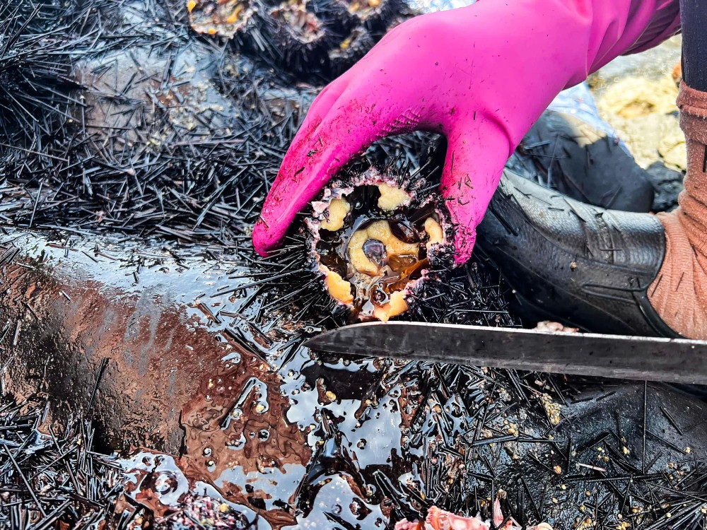 The sea urchins are carefully cut open to harvest the prized golden roe inside. 24.jpg