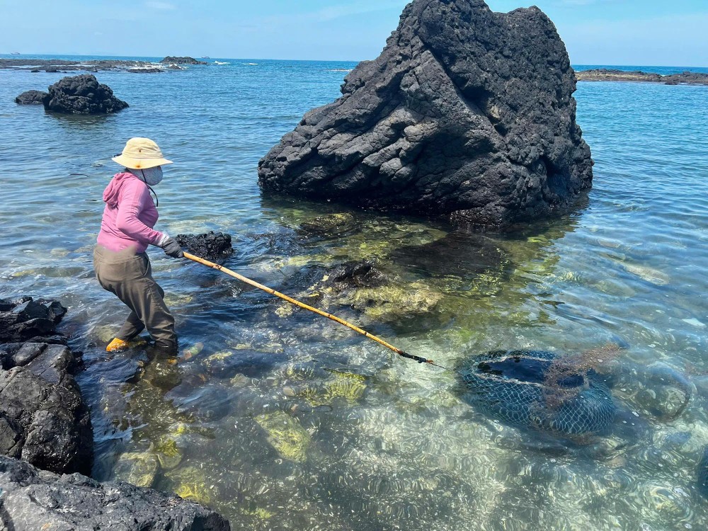 The sea urchin harvesting season lasts only until August, offering coastal residents an important source of supplementary income during this period. 30.jpg