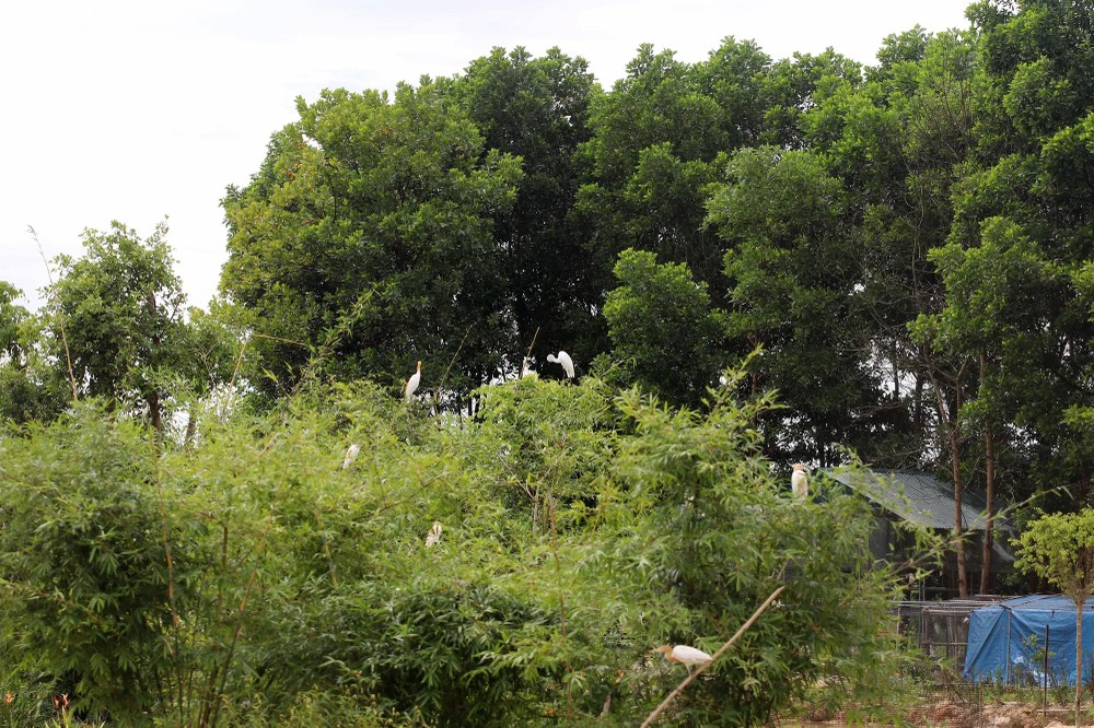 Migratory birds are adapting well to the ecological environment along the Dong River. vườn chim17.jpg