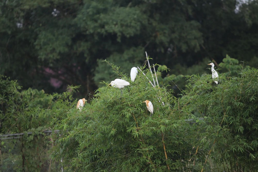 Migratory birds have taken refuge in the groves along the Dong River vườn chim4.jpg
