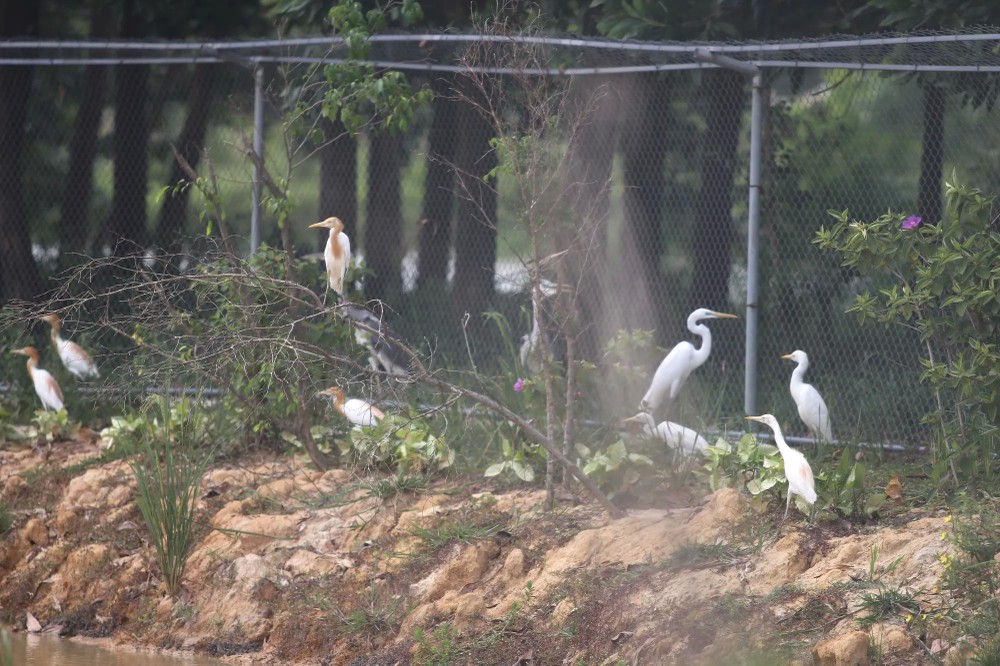 The ecological environment along the banks of the Dong River has become a haven for migratory birds. vườn chim7.jpg