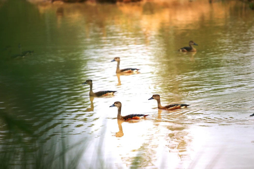Various species of migratory birds have returned to the bird sanctuary along the Dong River. vườn chim9.jpg
