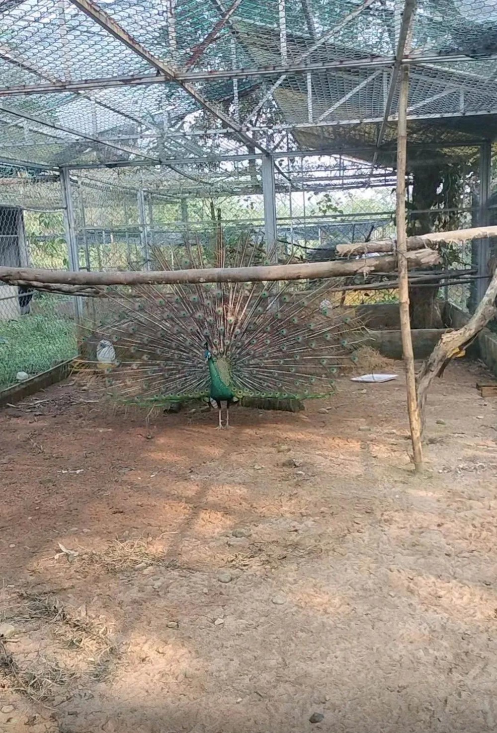 galoi6.jpg