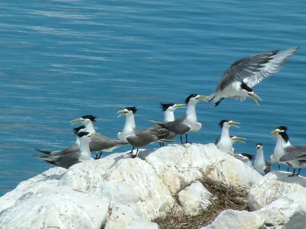 Sea swallows return to nest on Hon Trung Islet within Con Dao National Park. (Photo: SGGP) psa-anh11-chim-nhan-con-dao-2-3589-1804.jpg