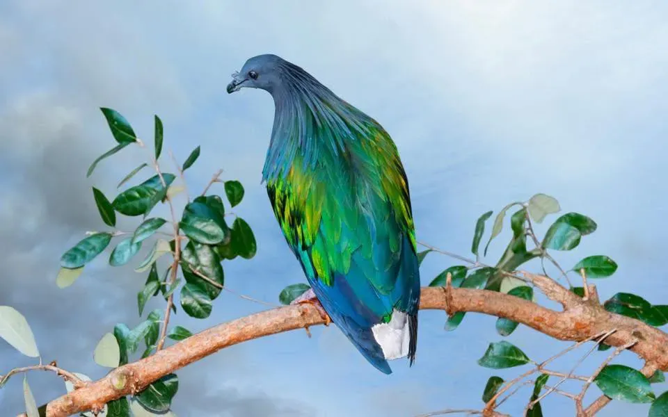The Nicobar Pigeon, one of the rare bird species found in Con Dao National Park (Photo: SGGP) psa-anh3-chim-nicoba-1-9889-992.jpg