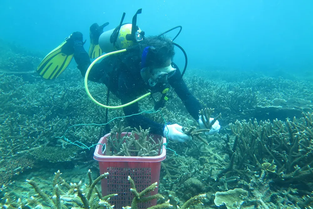 Authorities collect coral spawn to support reef restoration efforts in the waters off Con Dao. (Photo: SGGP) psa-anh8-thu-giong-san-ho-6869-2660.jpg
