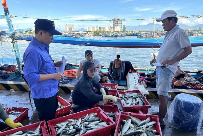 A staff member of the Tho Quang fishing port management team inspects the catch volume of a fishing vessel upon arrival. (Photo: VNA) iuu3.jpg
