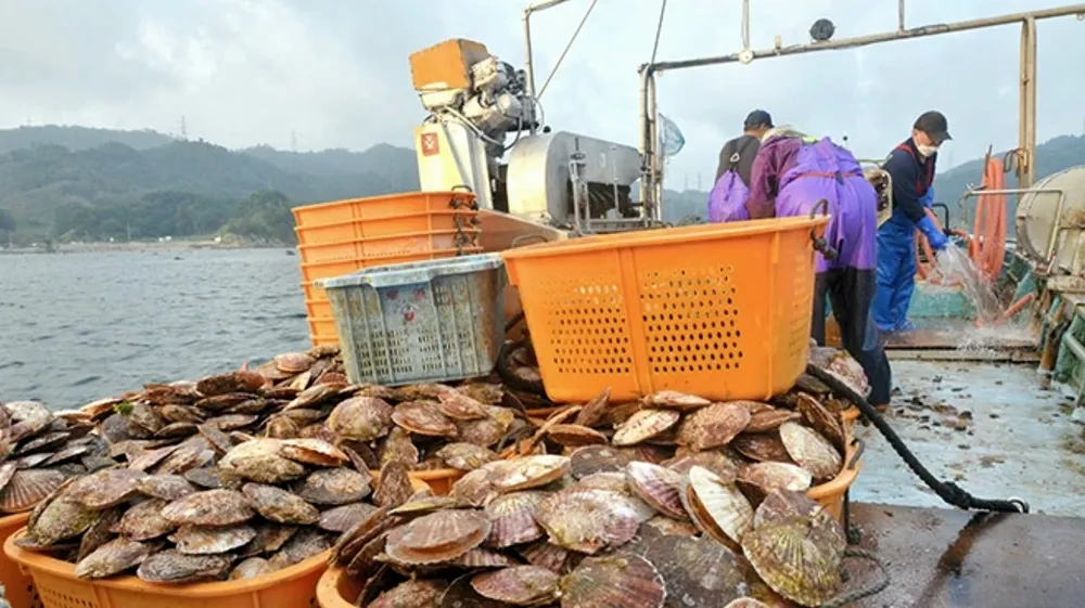 Sò điệp đánh bắt tại Nhật Bản. Ảnh: ASAHI