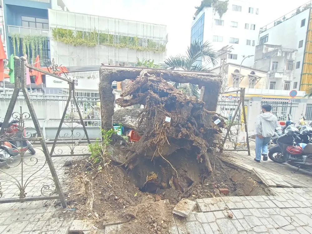 Rễ cây bị bật gốc, có nhiều dấu hiệu bị mục ruỗng, bộ rễ phụ không đủ sức nâng đỡ cây. Ảnh: THU TÂM