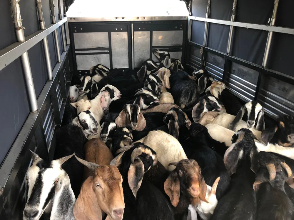 Cần Thơ: Phát hiện xe chở động vật số lượng lớn không rõ nguồn gốc ảnh 3