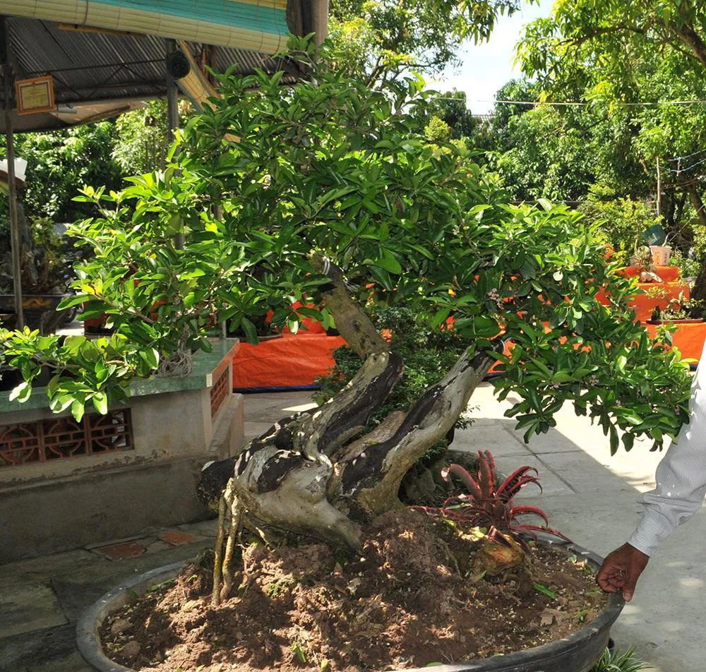 Xoài bonsai cho lợi nhuận cao ảnh 2