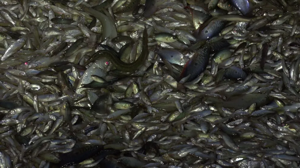 Chợ “hẹn” miền Tây ảnh 8