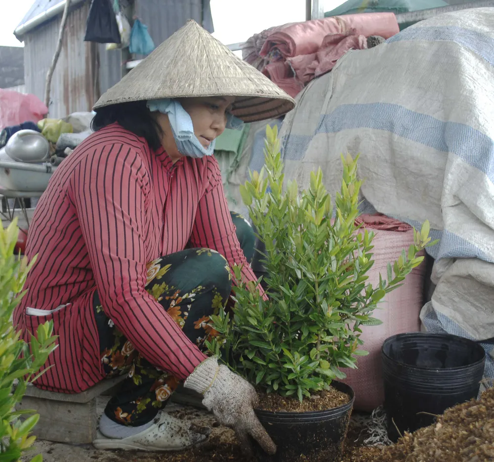 Để làng hoa Sa Đéc khoe sắc 4 mùa ảnh 6 Để làng hoa Sa Đéc khoe sắc 4 mùa ảnh 6