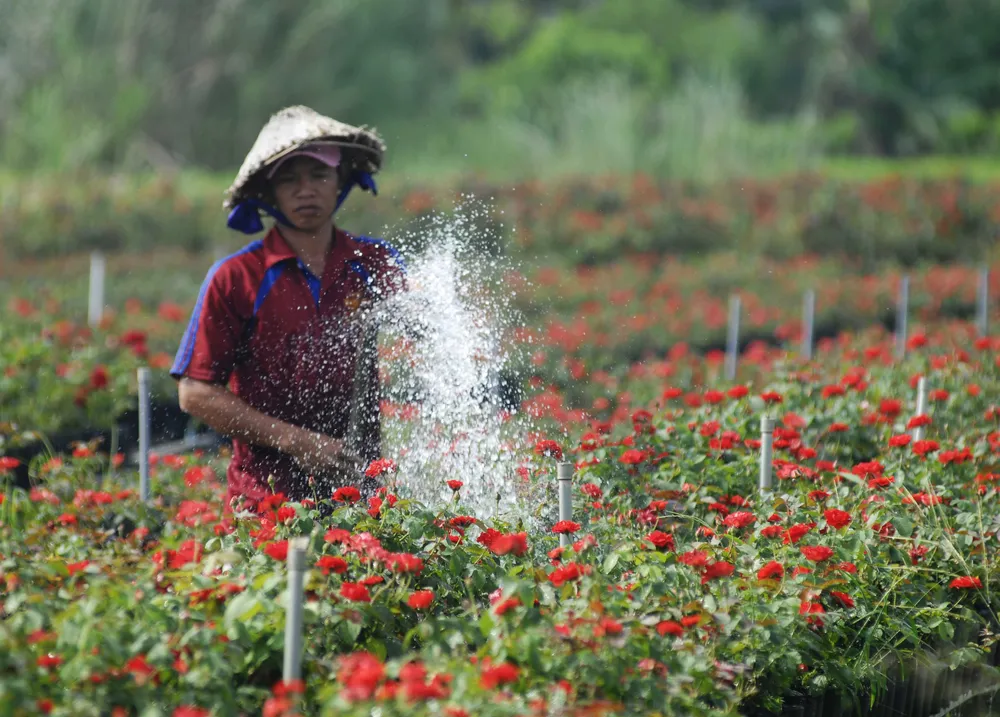 Để làng hoa Sa Đéc khoe sắc 4 mùa ảnh 8 Để làng hoa Sa Đéc khoe sắc 4 mùa ảnh 8