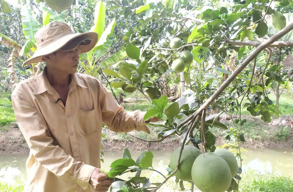 Nông dân Bến Tre tập trung khôi phục vườn cây ăn trái sau khi công bố kết thúc thiên tai do xâm nhập mặn. Ảnh: TÍN HUY