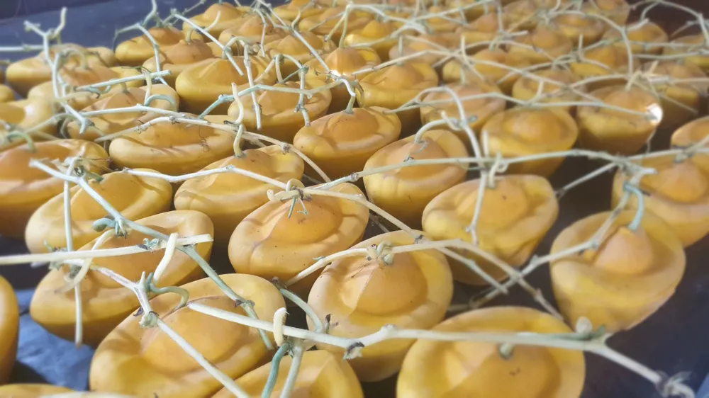 Dưa hấu thỏi vàng giá bán 1,5 triệu đồng/cặp dưa nhưng vẫn "cháy hàng" Dưa hấu thỏi vàng giá bán 1,5 triệu đồng/cặp dưa nhưng vẫn "cháy hàng"