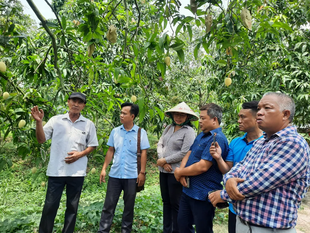 Đoàn Farmtrip tham quan vườn xoài tại xã Mỹ Xương, huyện Cao Lãnh