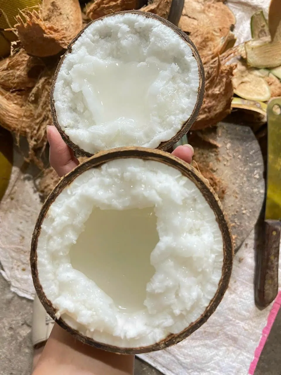 Dừa sáp đặc sản của Vĩnh Long trồng theo phương pháp hữu cơ đáp ứng yêu cầu xuất khẩu sang các thị trường khó tính dừa sáp.jpg
