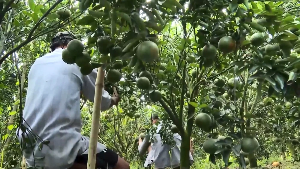 Ngành nông nghiệp tỉnh Trà Vinh khuyến cáo bà con không nên tăng diện tích trồng cam sành