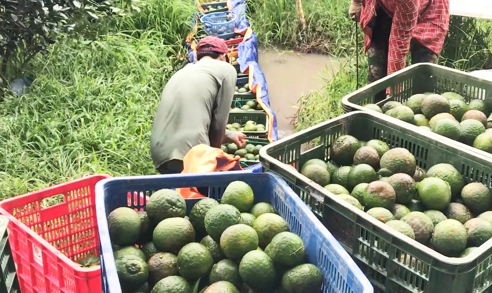 Giá cam sành tại Trà Vinh chỉ còn 2.000 đồng mỗi ký, nông dân gặp nhiều khó khăn