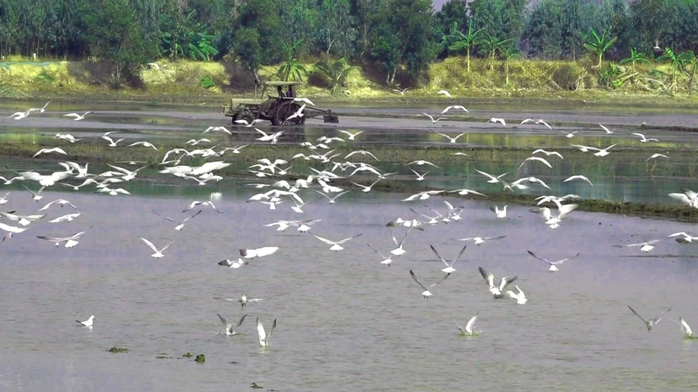 Hàng trăm ngàn con cò trắng, cò ốc bay lượn trên các cánh đồng đang chuẩn bị gieo sạ để tìm kiếm thức ăn. Ảnh: TRỌNG TRUNG