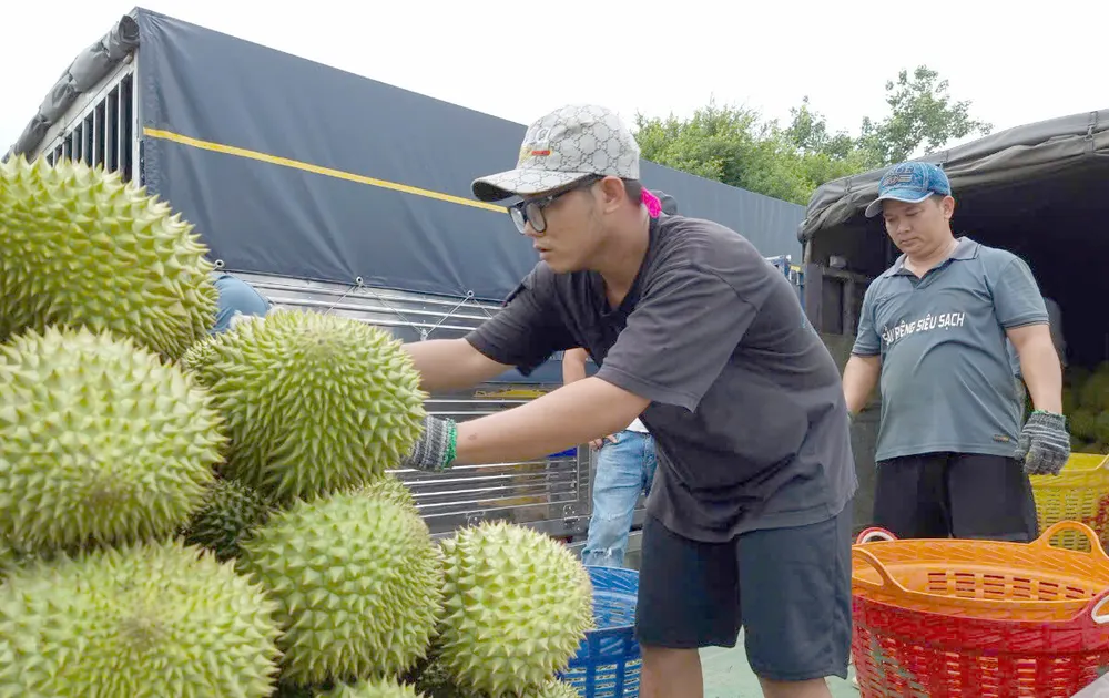 Thu hoạch, thu gom sầu riêng để sơ chế, xuất khẩu. Ảnh minh họa SẦU RIÊNG 4.jpg