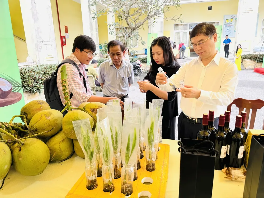 Dừa sáp được nhân giống bằng cách ươm từ trái không sáp theo cách truyền thống và nuôi cấy phôi hữu tính từ trái dừa sáp