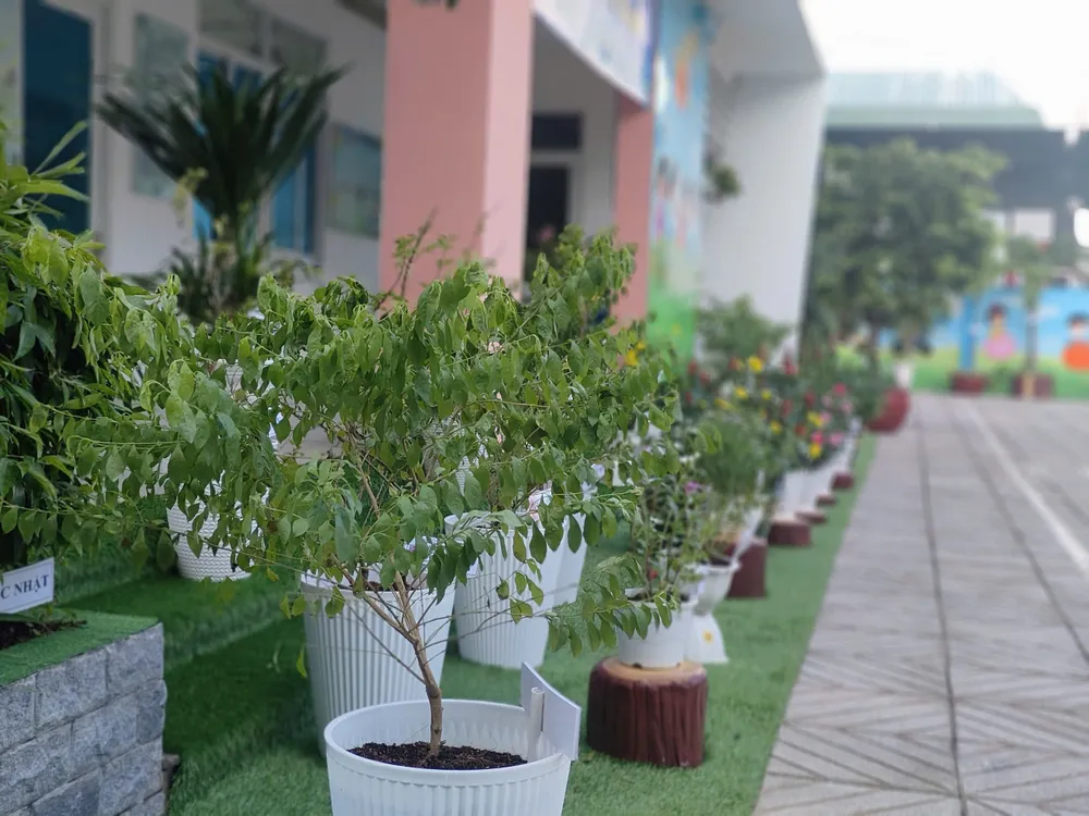 Cây xanh được trồng dọc hành lang trường học Hinh 1.jpg