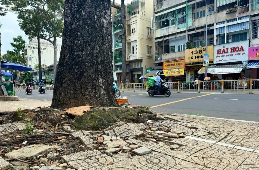 阮知方街一棵绿树已“破坏”人行道,影响都市美观,阻碍行人走道。