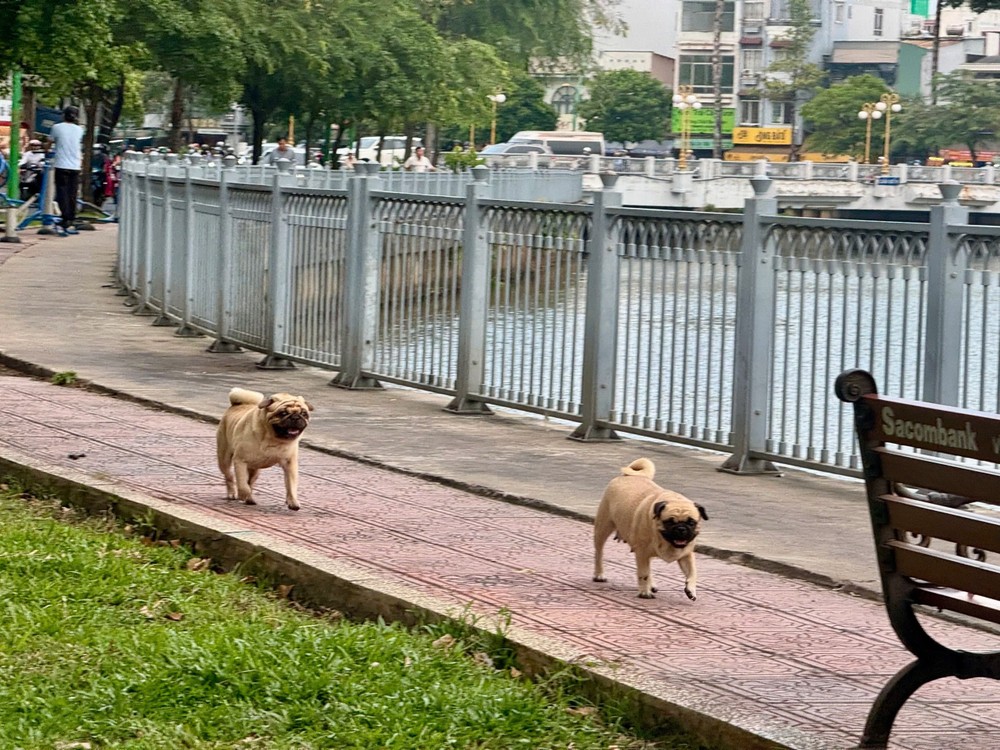 不戴嘴套的犬只游荡在第三郡饶禄-氏艺涌岸游荡。