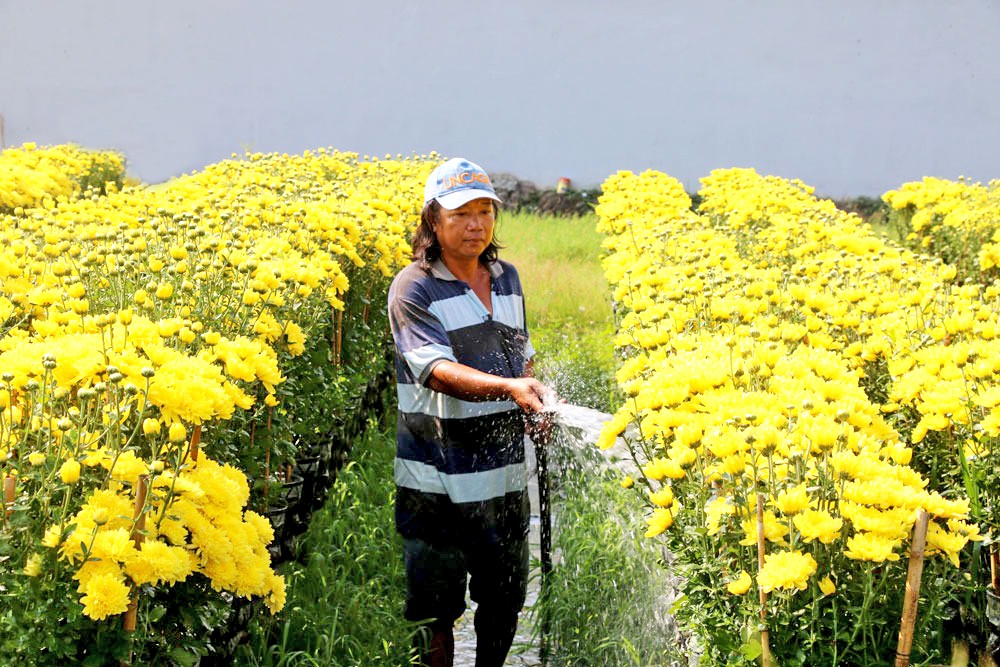 在今年春节，沙沥花村花农培植了约100公顷花卉。