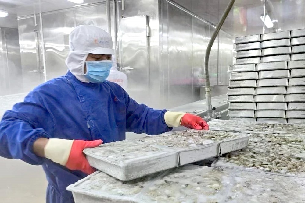 金瓯省明富公司用于出口的冷冻虾加工环节。