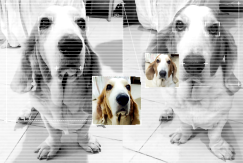 从声音读懂情绪：AI开启动物情感语言新纪元