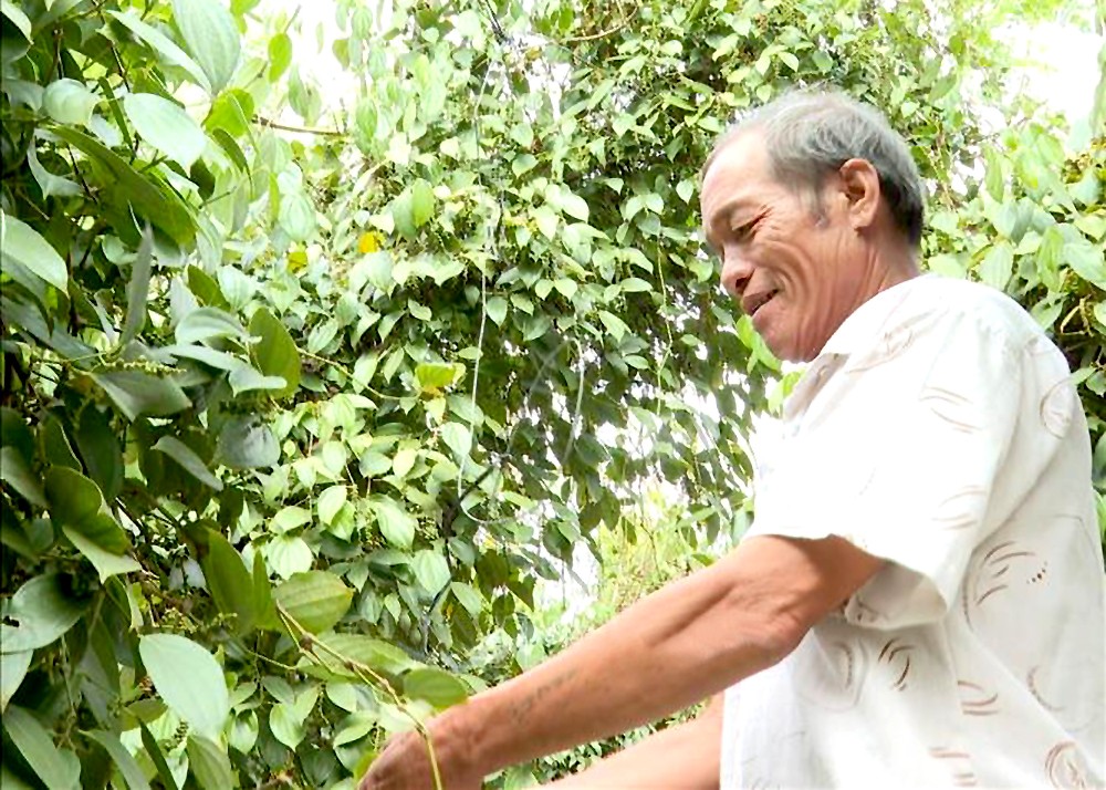 平福省蒲督县清和乡的黄辉煌高兴地收获胡椒。