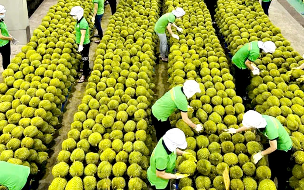 越南果蔬协会代表告知,了解并遵守各个市场的规定是确保果蔬顺利出口的唯一途径。