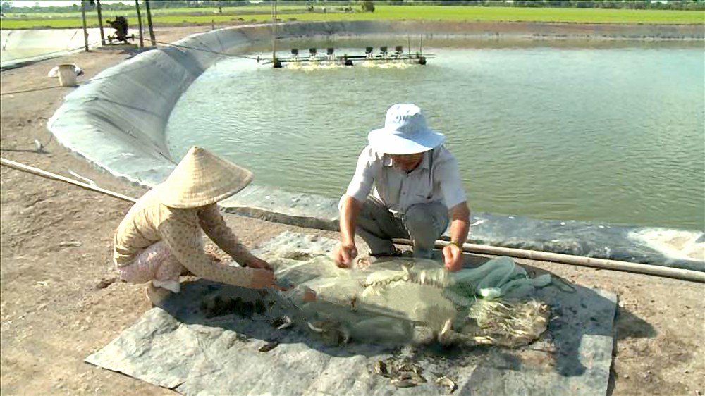 农民收获斑点叉尾鮰鱼。