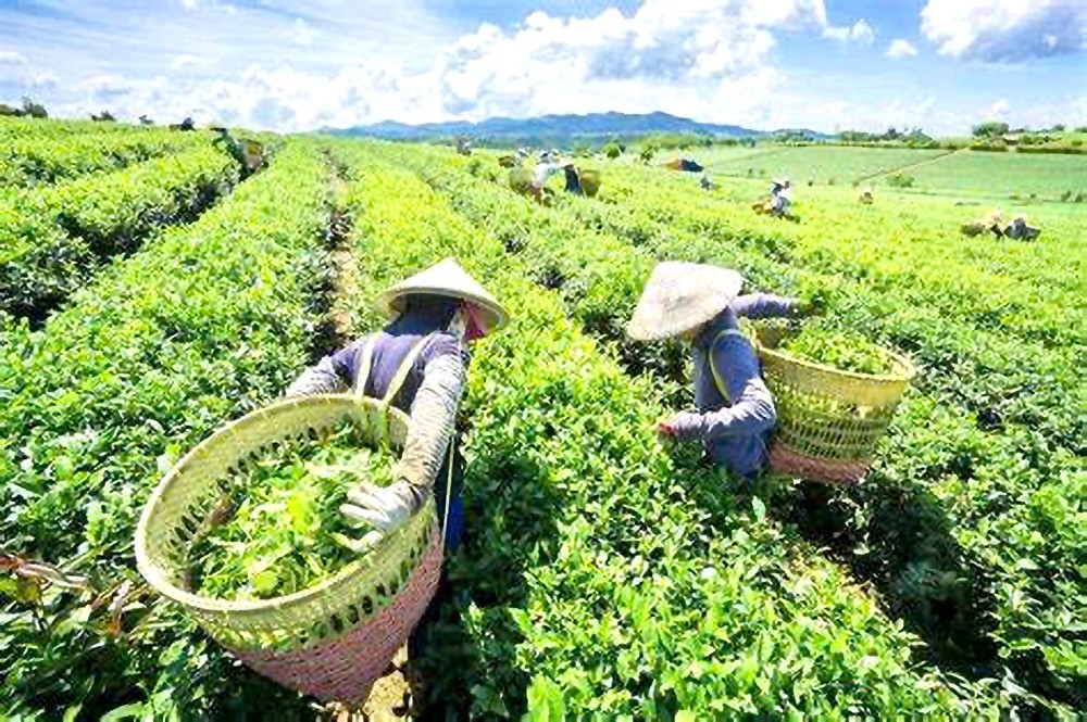 我国茶农正朝环保及可持续发展方向产茶。