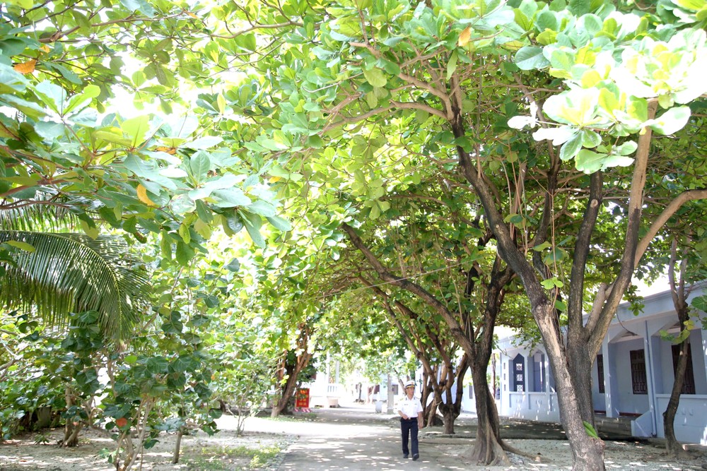 长沙群岛上的道路现已绿树成荫。