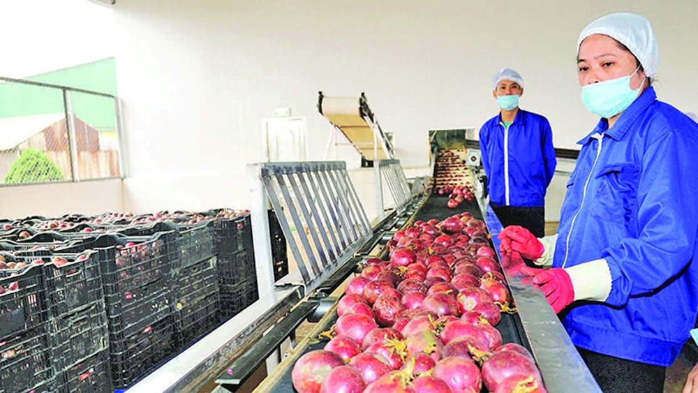 “同交”出口食品股份公司正加工百香果出口。